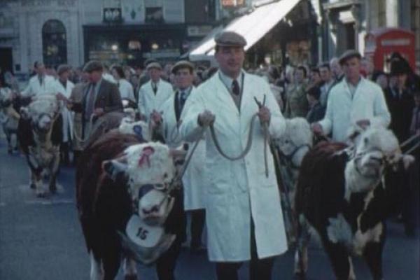 Image of a cattle competition in Hereford.