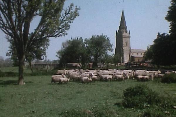 Image of the countryside with a herd of sheep and a church in the background.